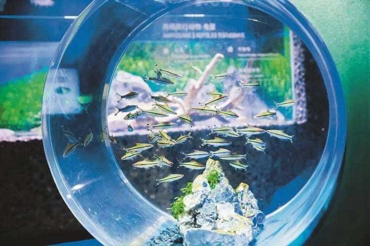 紹興水族店【紹興首座大型水族館:浙東淡水魚館】