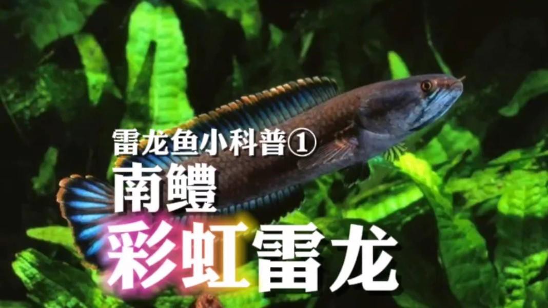 如何判斷彩虹雷龍魚是否成熟？，你真的了解“趴缸王”——彩虹雷龍嗎