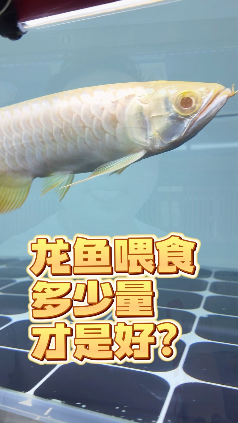 40公分金龍魚一次喂多少合適？，40公分金龍魚一天喂多少次食譽祥祥知識龍魚飼養全攻略