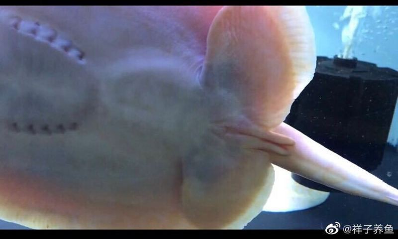 皇冠魟魚公母區(qū)分【如何判斷皇冠魟魚是否性成熟】