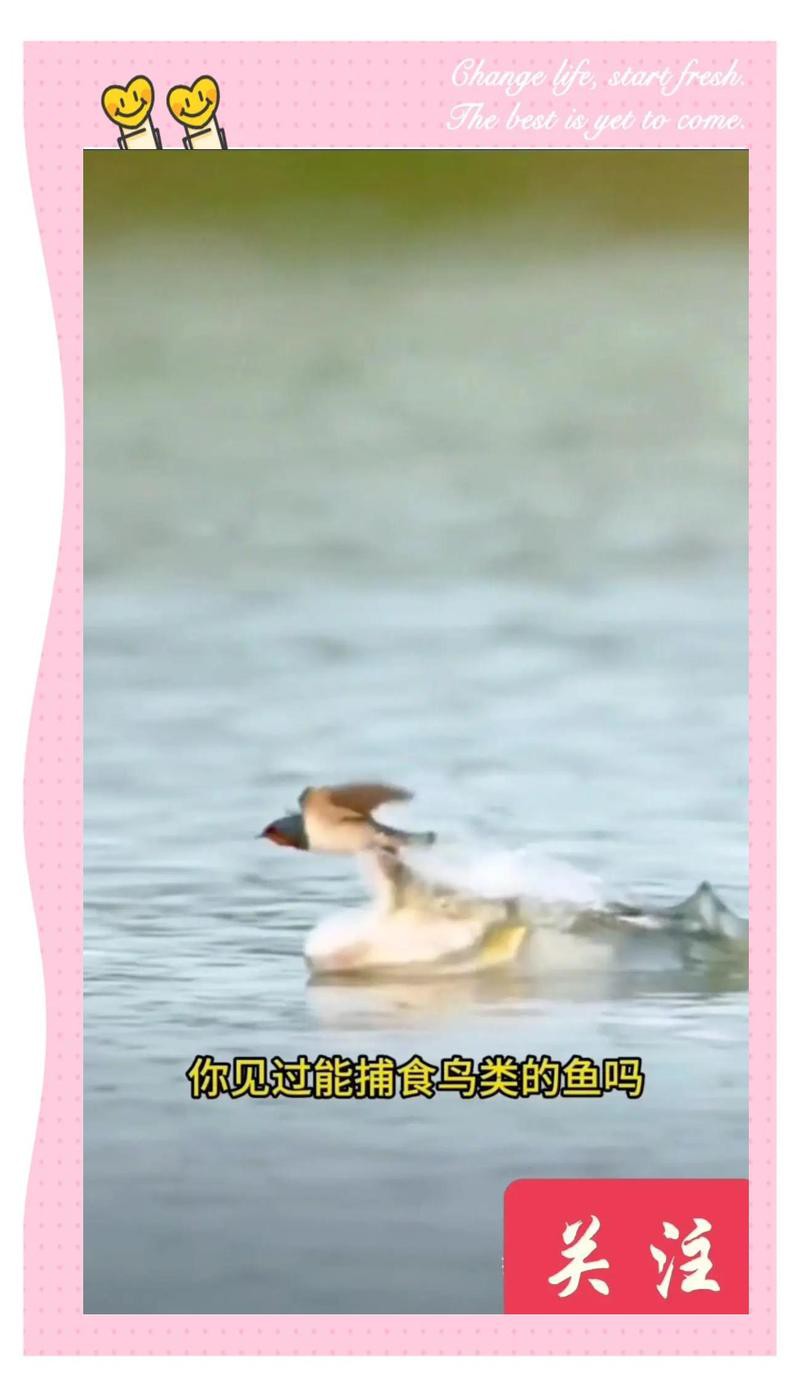 什么樣的虎魚最好，《什么樣的虎魚最好》