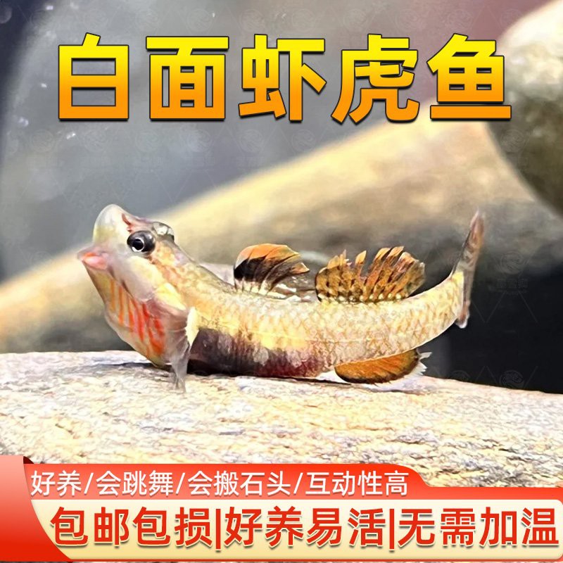 什么樣的虎魚最好，《什么樣的虎魚最好》