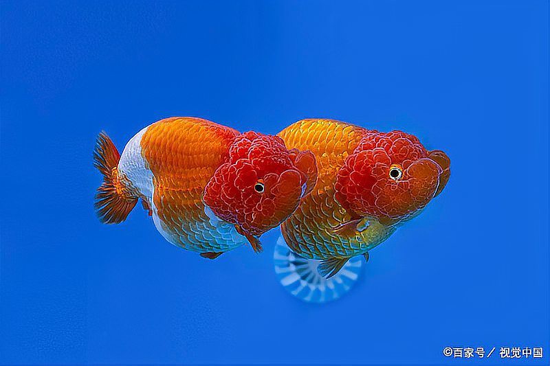 什么金魚最好養，《什么金魚最好養》草金魚、琉金金魚、琉金金魚、蝶尾金魚