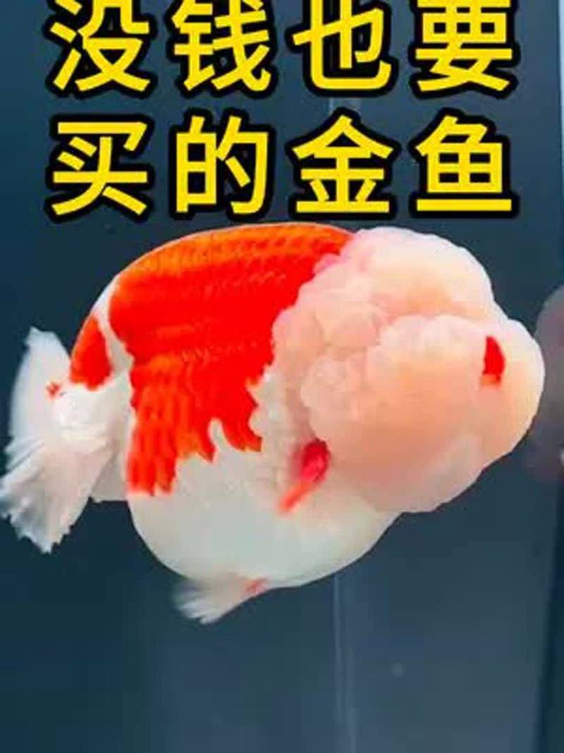 什么金魚最好養，《什么金魚最好養》草金魚、琉金金魚、琉金金魚、蝶尾金魚