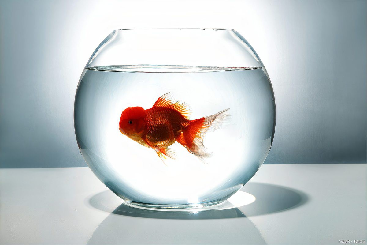 什么金魚最好養，《什么金魚最好養》草金魚、琉金金魚、琉金金魚、蝶尾金魚