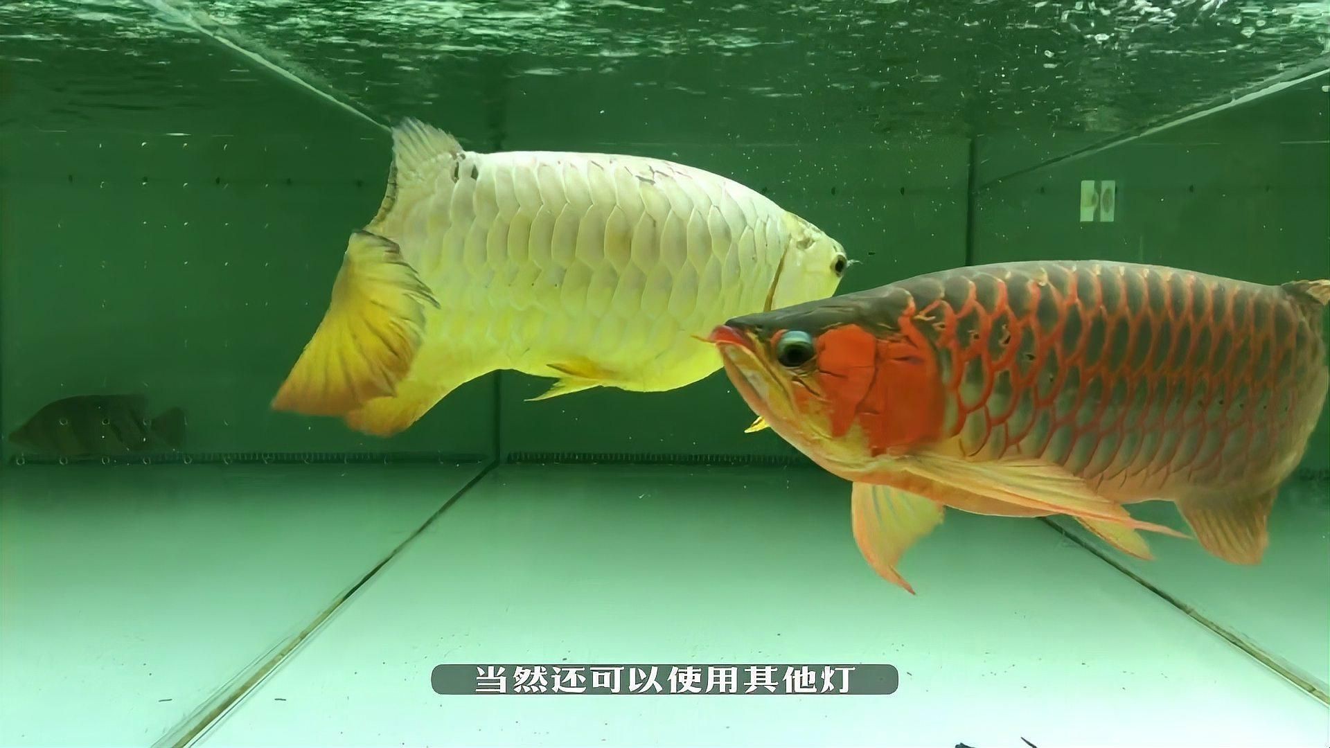 有哪些燈具適合龍魚飼養？：養好龍魚該如何選擇燈光