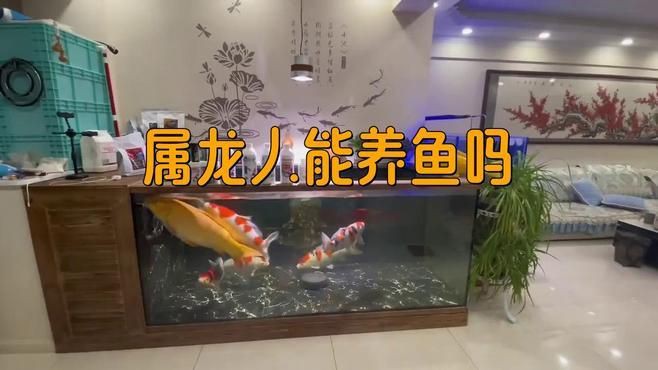 家里養(yǎng)魚對(duì)屬龍的好嗎：家中養(yǎng)魚是否利于屬龍者