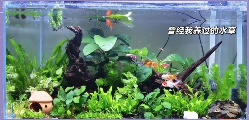 遼源魚缸定做：遼源魚缸定做助力打造空間藝術焦點