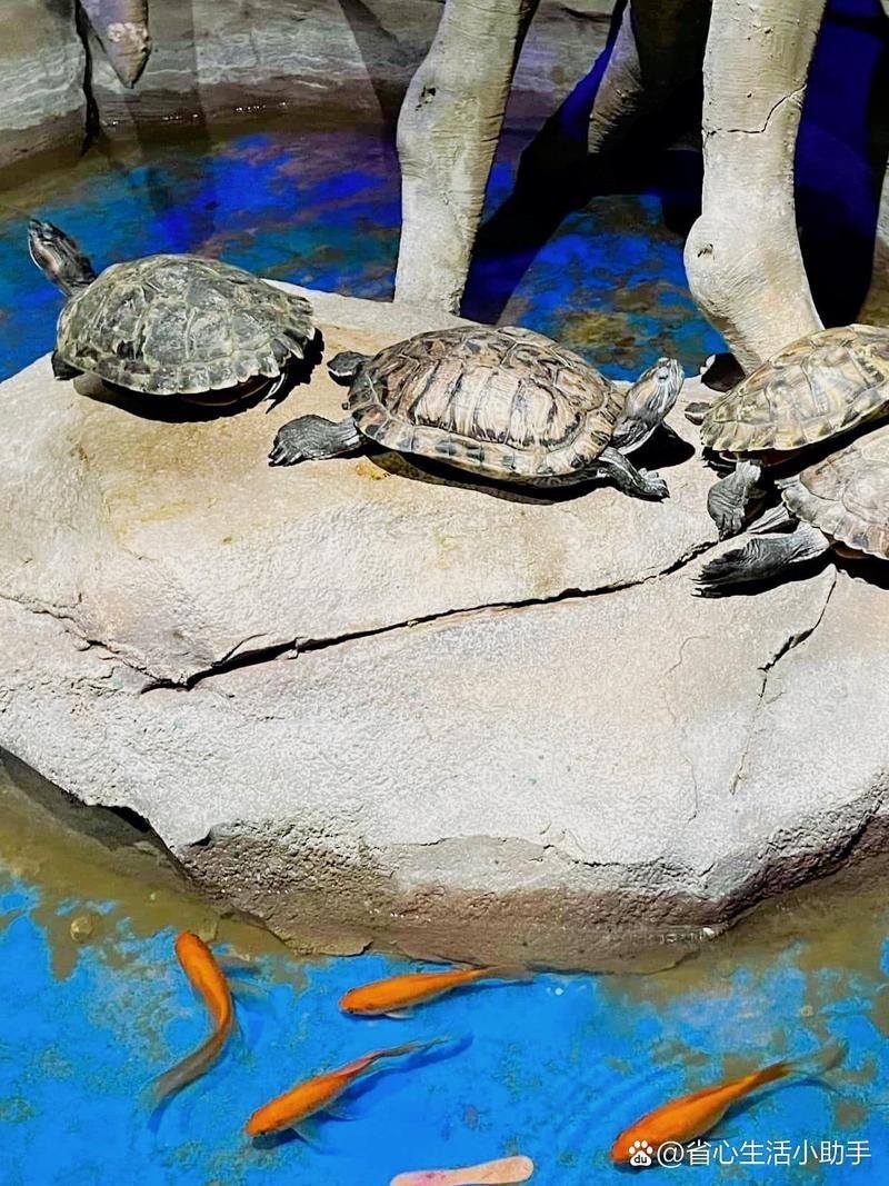 宿州水族店：宿州市埇橋區七彩壁掛水族專賣店亮點水族專賣店