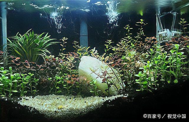 一米魚缸尺寸的最佳比例：一米的缸標(biāo)準(zhǔn)比例是多少呀