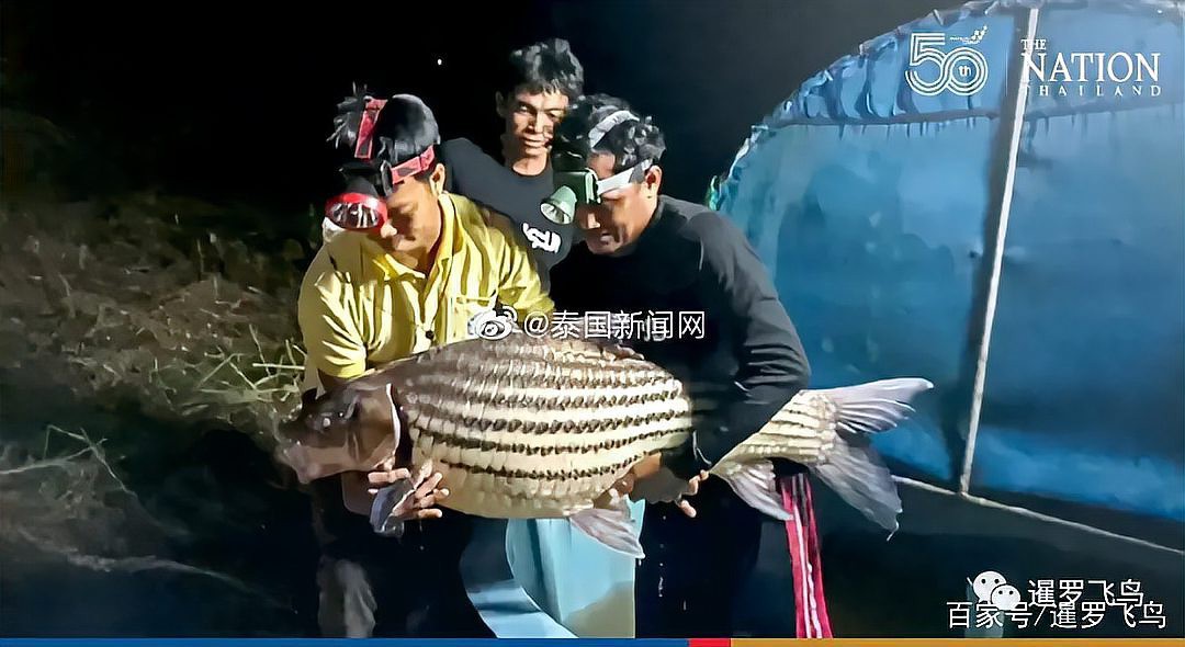 七紋鯉魚視頻播放：《七紋鯉的生態觀察》