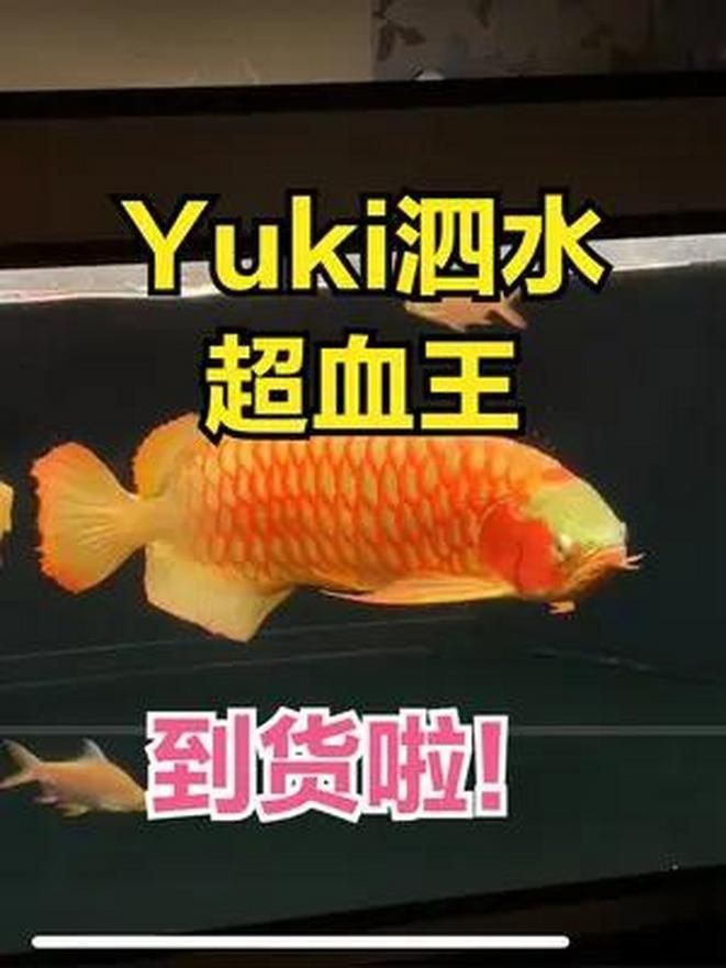印尼泗水龍魚屬于什么檔次：印尼泗水龍魚作為亞洲龍魚的重要分支