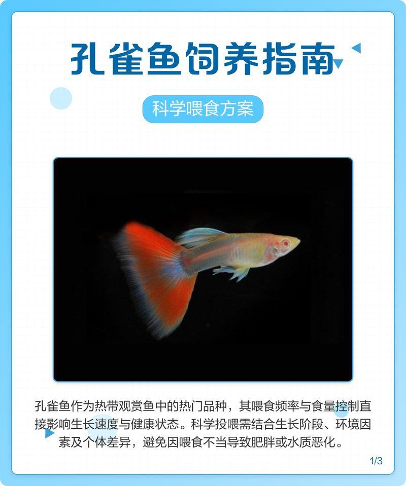 孔雀魚多久喂一次合適？：孔雀魚多久喂一次飼料合適附詳細建議