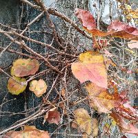 山南水族批發市場：山南地區水族批發市場