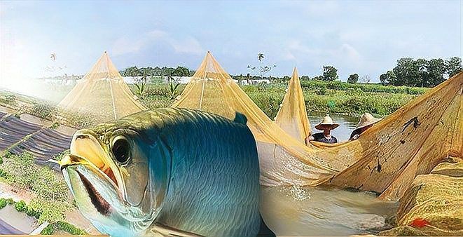 山南水族批發市場：山南地區水族批發市場