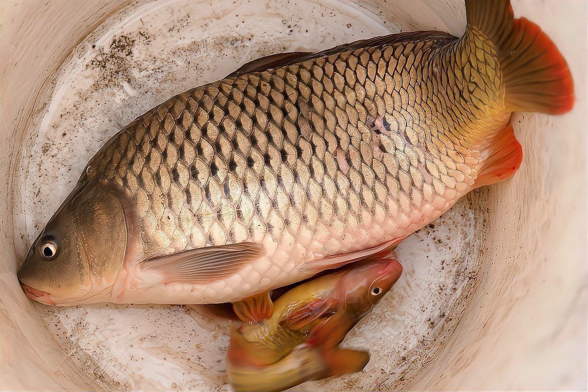中國最貴的魚排名前十名：中國最貴的八種淡水魚類，如今有錢也不能吃
