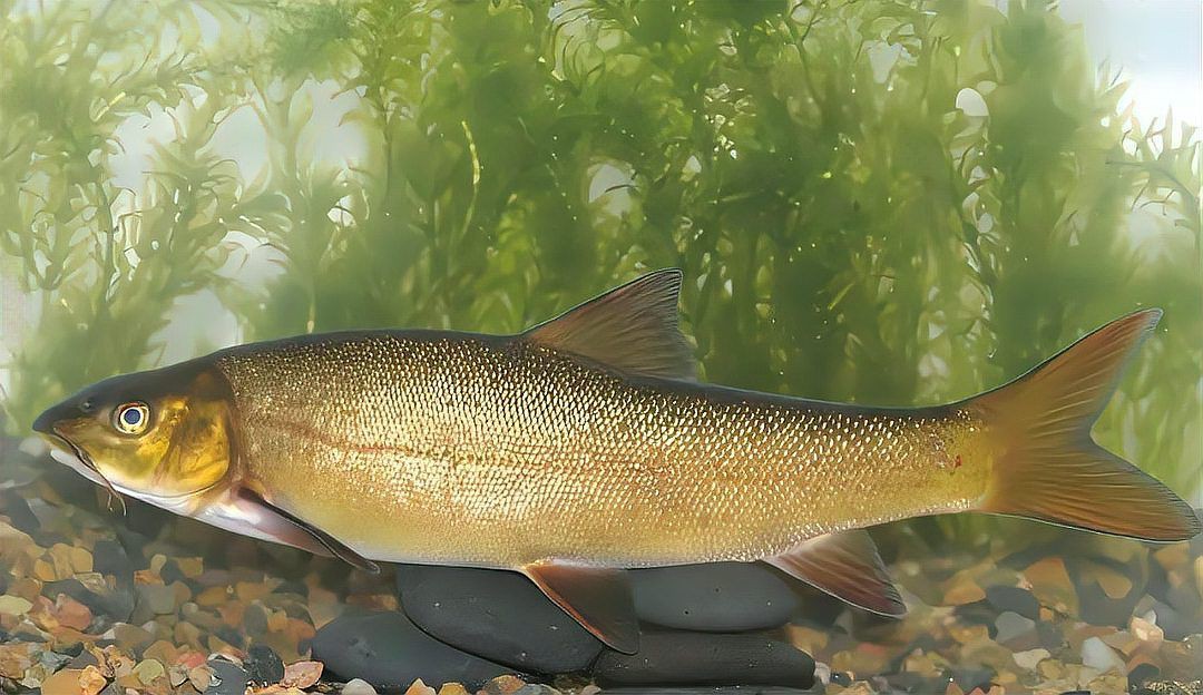 中國最貴的魚排名前十名：中國最貴的八種淡水魚類，如今有錢也不能吃