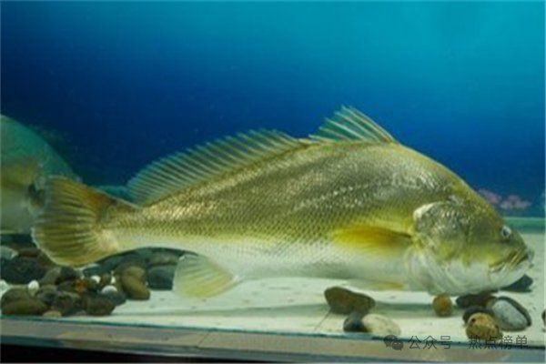 中國最貴的魚排名前十名：中國最貴的八種淡水魚類，如今有錢也不能吃