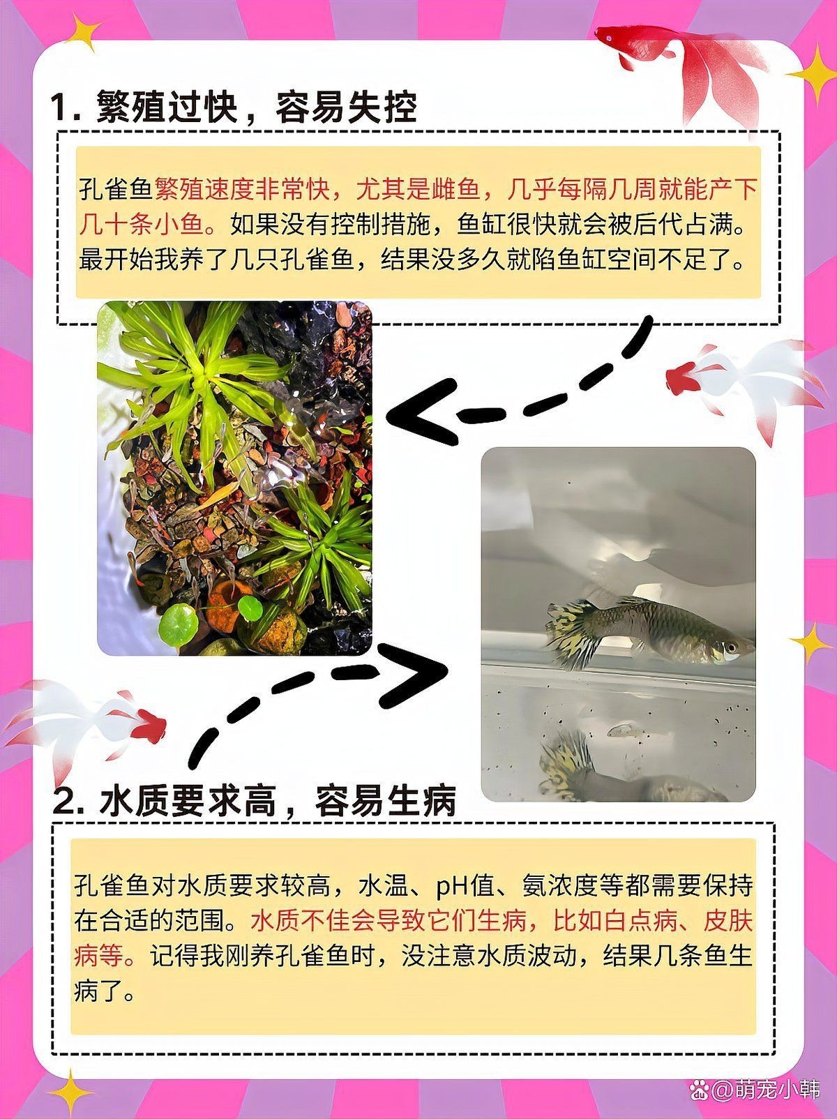 孔雀龍魚為何要盡量少吃：孔雀龍魚為什么不建議養萌寵小韓