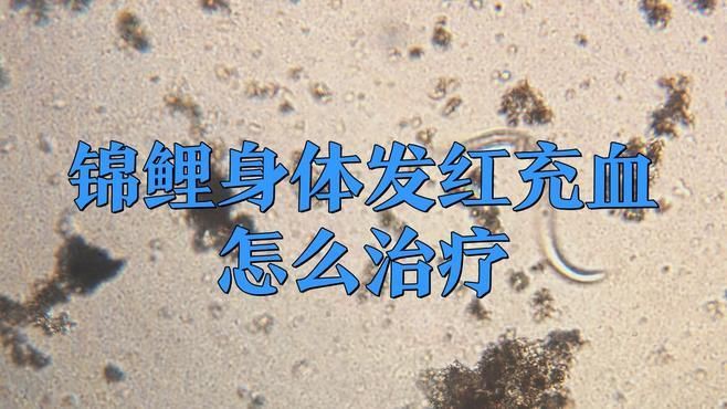 有哪些藥物可以有效治療錦鯉發紅？：錦鯉身體發紅充血怎么治療