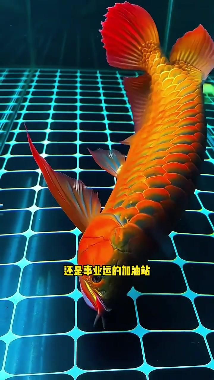 最招財的風水魚：五種最適合家養的招財風水魚，財運事業雙旺!