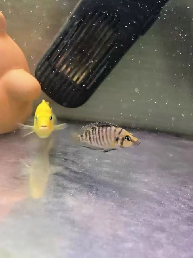 三湖虎魚哪個品種最好：三湖虎的飼養(yǎng)技巧