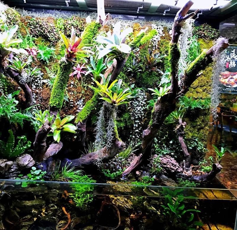 潮州水族店：關于潮州水族店的發展與現狀