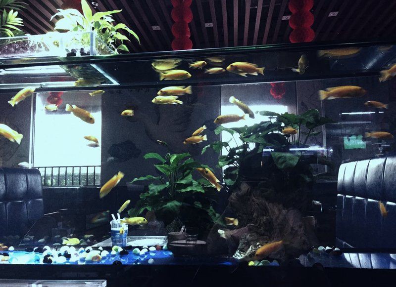潮州水族店：關于潮州水族店的發展與現狀