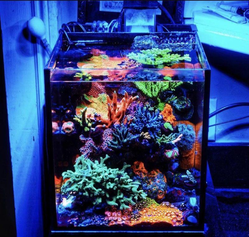 攀枝花魚缸維護：攀枝花魚缸專業維護全攻略