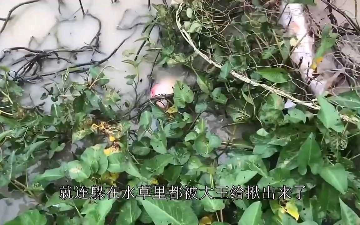 巨型龍魚：巨型龍魚的相關信息