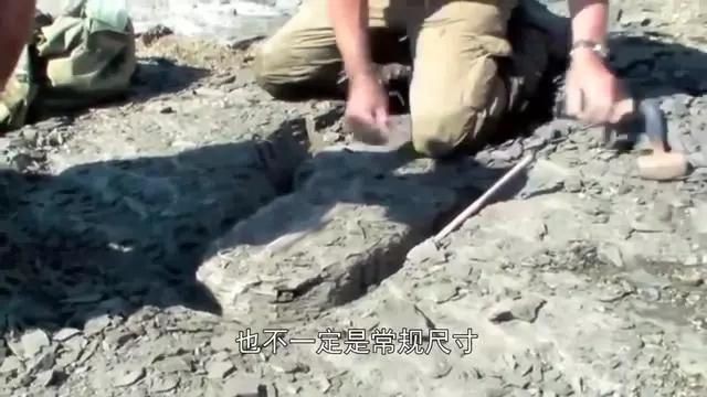 巨型龍魚：巨型龍魚的相關信息