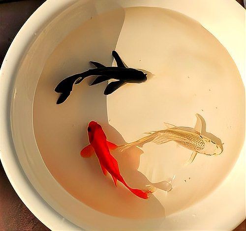 屬龍人養魚有哪些禁忌？：家中養魚需要注意什么