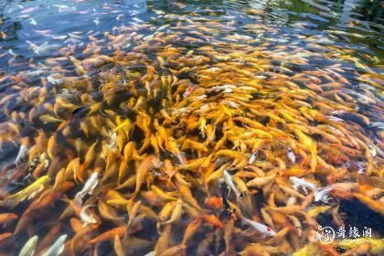 屬龍人養魚有哪些禁忌？：家中養魚需要注意什么