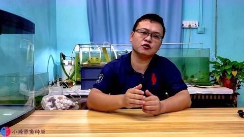 斑馬魚公母繁殖配對注意事項：斑馬魚的繁殖方法和技巧