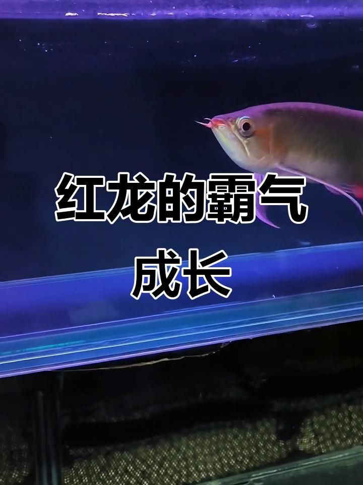 泗水紅龍魚：新手挑選紅龍魚的方法