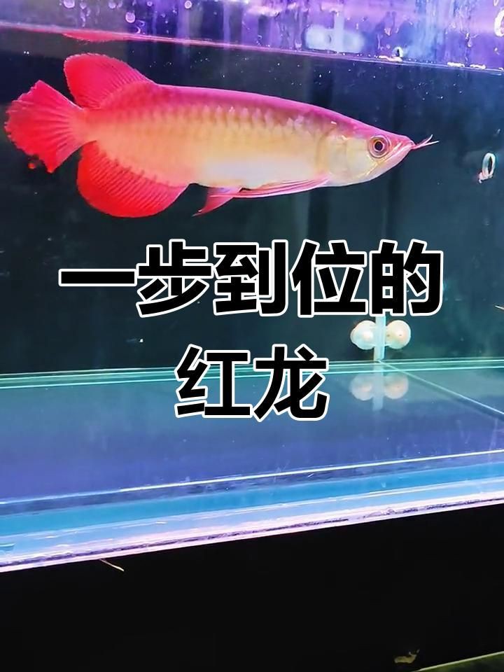 泗水紅龍魚：新手挑選紅龍魚的方法