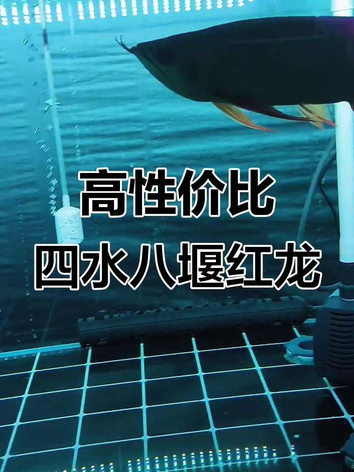 泗水紅龍魚：新手挑選紅龍魚的方法