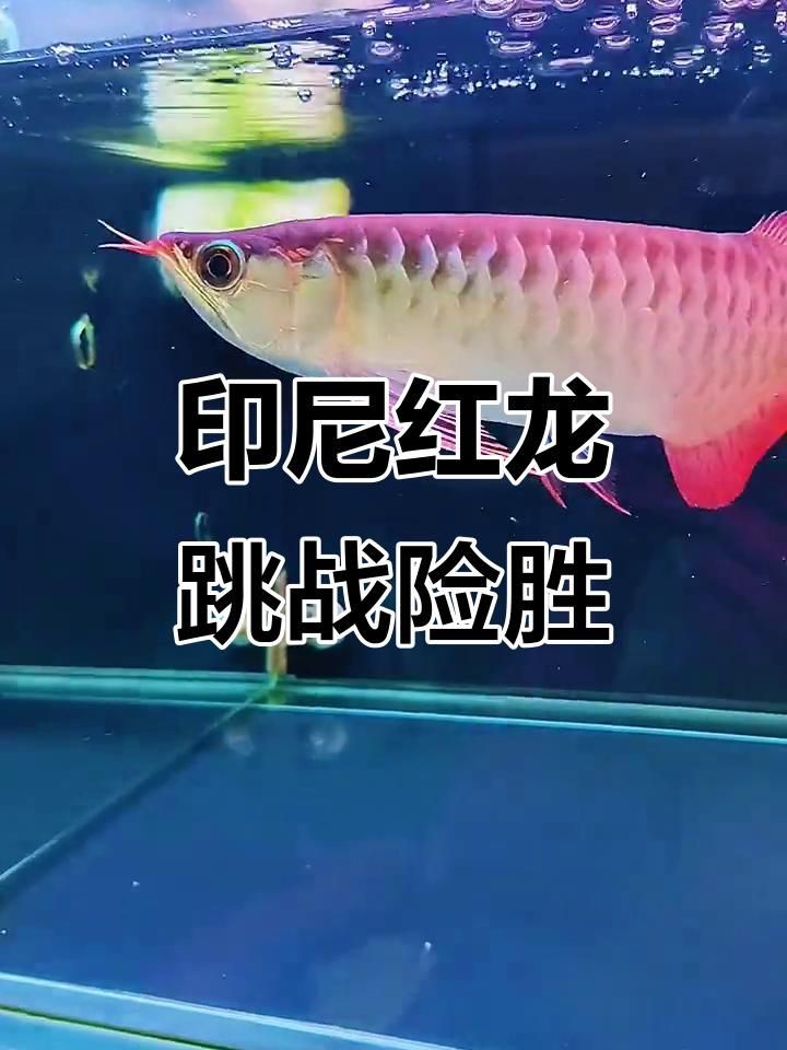 泗水紅龍魚：新手挑選紅龍魚的方法