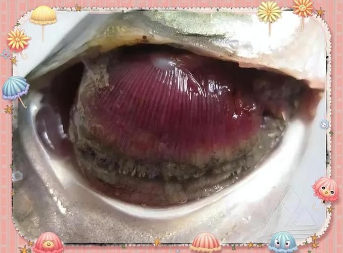 提供幾張魚鰓腐爛的早期圖片：養(yǎng)魚先養(yǎng)水治病先治 提供幾張魚鰓腐爛的早期圖片：養(yǎng)魚先養(yǎng)水治病先治 龍魚百科 第16張