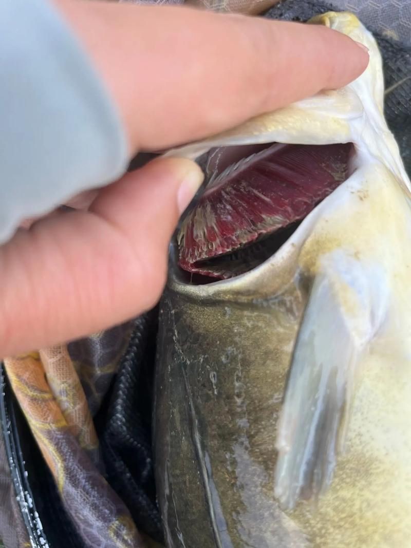 提供幾張魚鰓腐爛的早期圖片：養(yǎng)魚先養(yǎng)水治病先治 提供幾張魚鰓腐爛的早期圖片：養(yǎng)魚先養(yǎng)水治病先治 龍魚百科 第18張