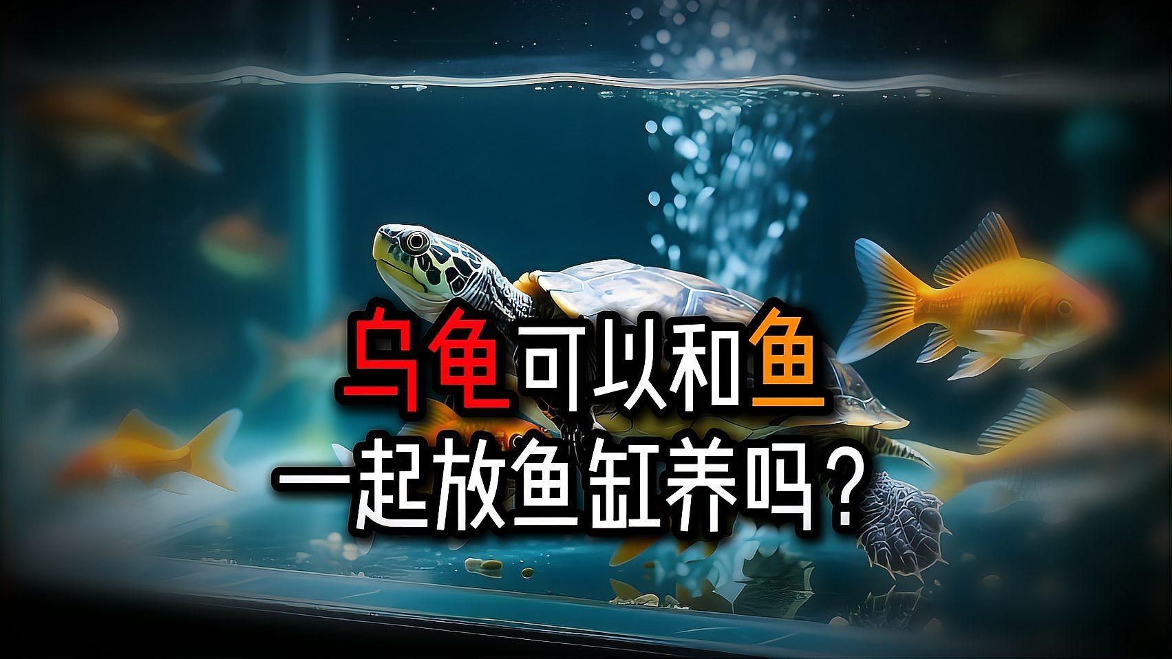 有哪些品種的烏龜適合與魚混養？：5種可以和魚混養的烏龜養魚日記養龜人