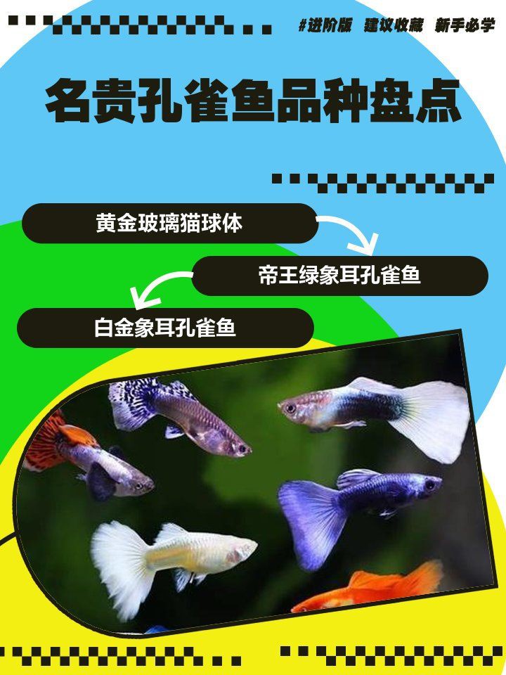 孔雀龍魚最貴的三個品種：名貴孔雀魚及種盤點 孔雀龍魚最貴的三個品種：名貴孔雀魚及種盤點 龍魚百科 第4張