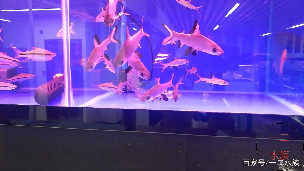 光澤水族店：光澤水族店：一尾錦鯉里的商業美學 光澤水族店：光澤水族店：一尾錦鯉里的商業美學 全國水族館企業名錄 第6張