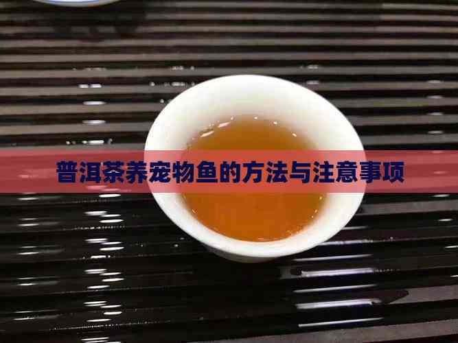 普洱魚缸維護：北海新聞網魚缸維護服務方案普洱茶養寵物魚的方法與注意事項