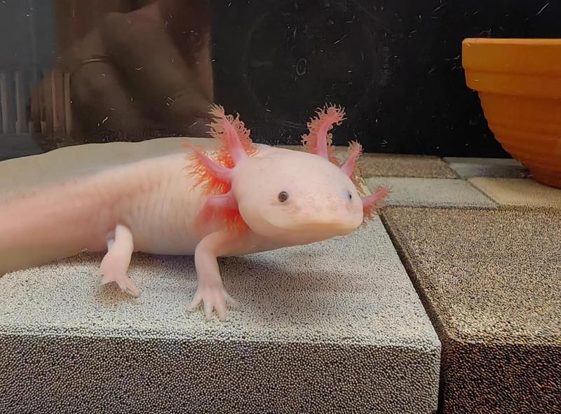 普洱魚缸維護：北海新聞網魚缸維護服務方案普洱茶養寵物魚的方法與注意事項