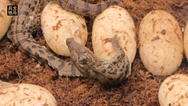 恐龍島工廠小鱷魚發育：關于恐龍島工廠中小鱷魚的發育情況綜合信息