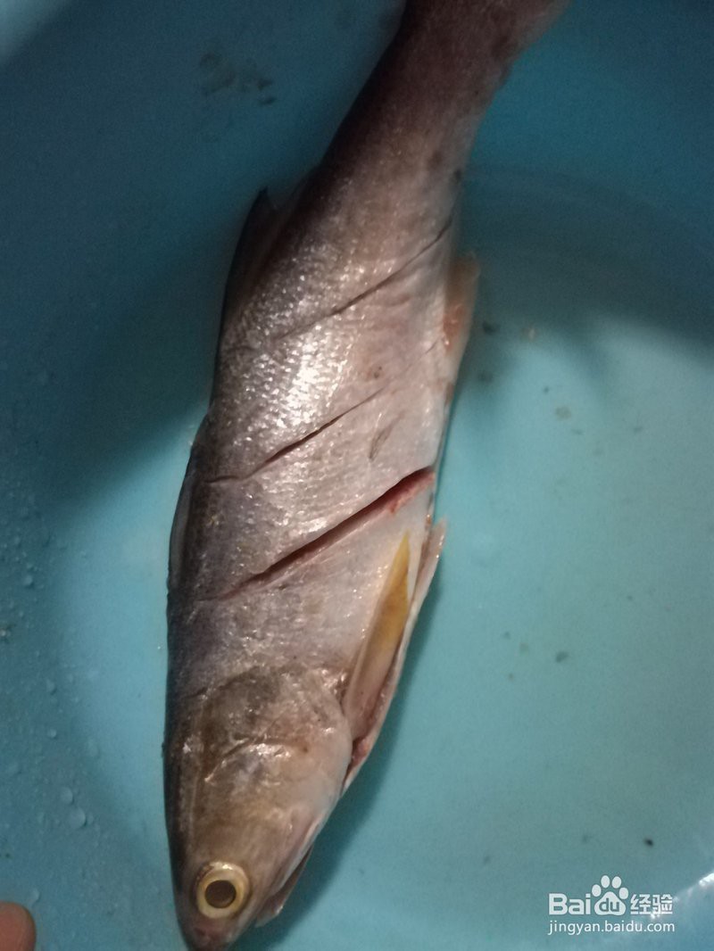 七條龍魚最簡單做法視頻：_清蒸龍魚的做法步驟圖】清蒸龍魚的做法