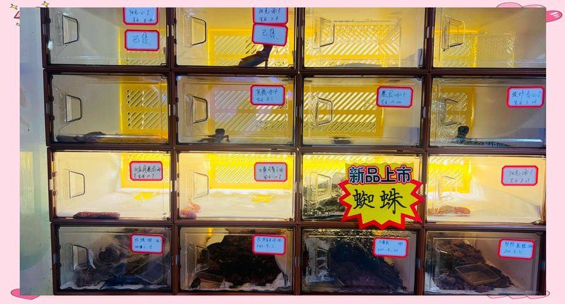 廣州芳村龍魚批發市場：廣州芳村龍魚批發市場在哪里