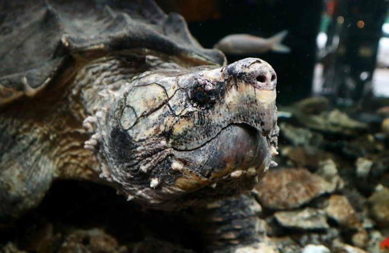 廣州芳村龍魚批發市場：廣州芳村龍魚批發市場在哪里