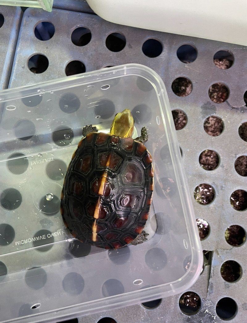 廣州芳村龍魚批發市場：廣州芳村龍魚批發市場在哪里